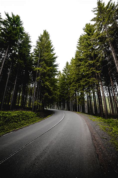 Long Road in Forest Vertical Free Stock Photo | picjumbo