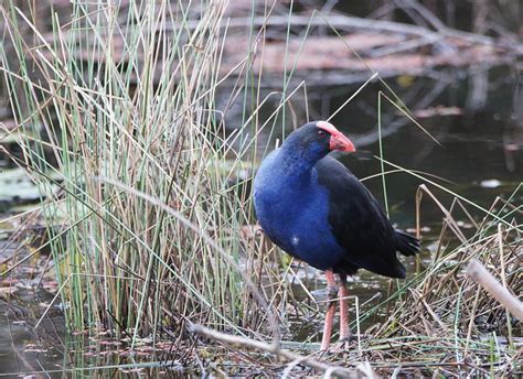 Bird of the Week: 18th of June - Purple Swamphen | BIRDS in BACKYARDS