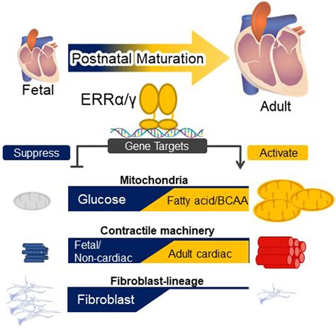 A Critical Role for Estrogen-Related Receptor Signaling in Cardiac Maturation | Circulation Research