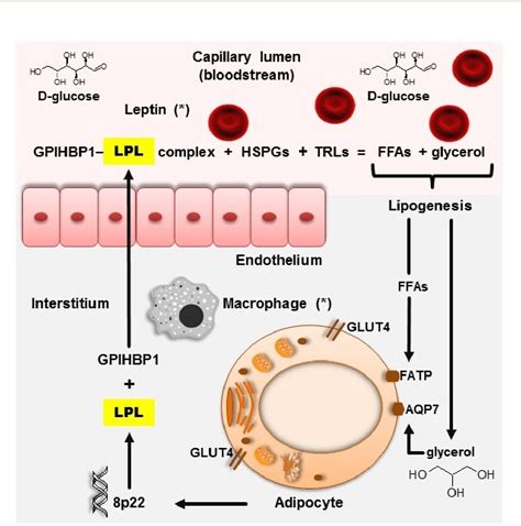 Figure 2 from Lipoprotein Lipase: A General Review | Semantic Scholar