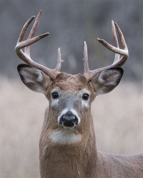 White-tailed deer | Whitetail deer, Whitetail deer pictures, Deer