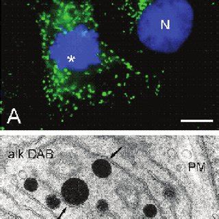 (PDF) Peroxisomes and Disease - An Overview