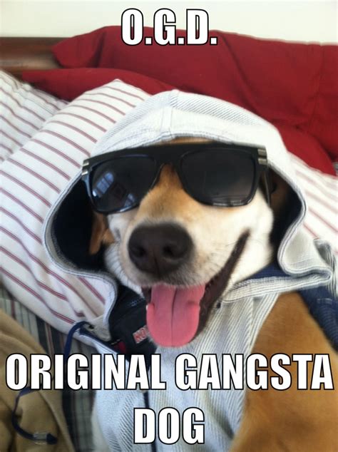 Our Gangsta Dog | Dogs, Funny dogs, Gangsta