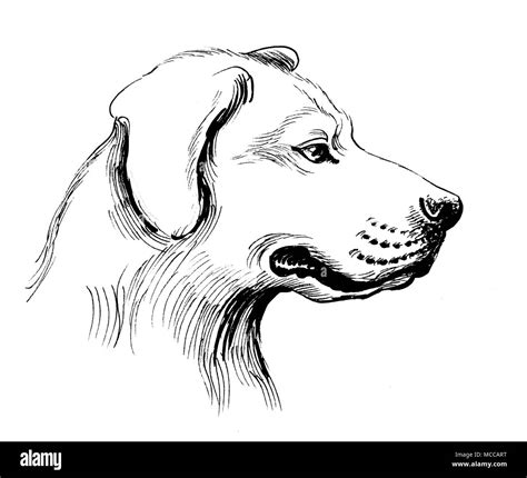 Dog sketch hi-res stock photography and images - Alamy