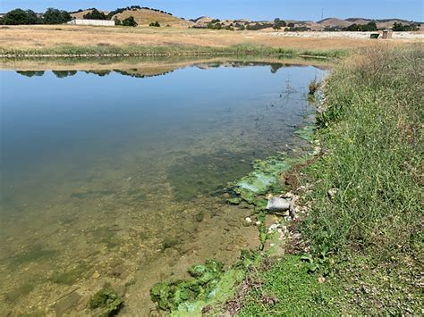 Harmful blue-green algae detected at Lake San Antonio - Salinas Valley ...