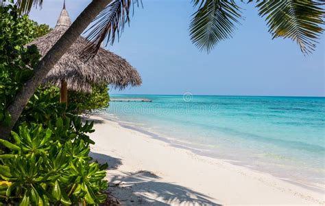 Blue Lagoon and Tropical Island in Maldives Stock Image - Image of palm ...