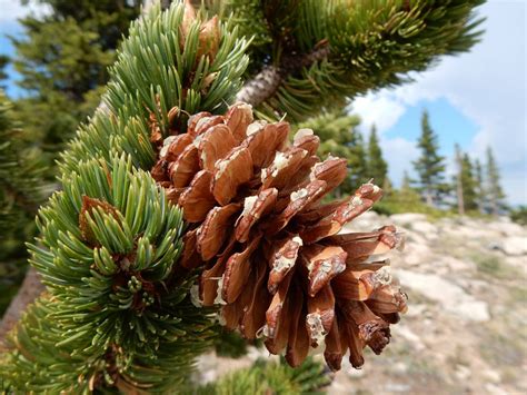 40 Pine Trees From Around the World