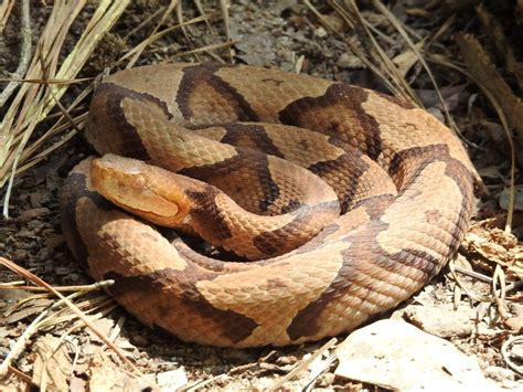 Eastern Copperhead (Herps of the McLennan County, TX Area) · iNaturalist