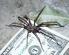 Giant House Spider Size