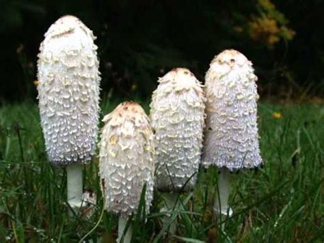 3 Most Common Edible Lawn Mushrooms - YouTube