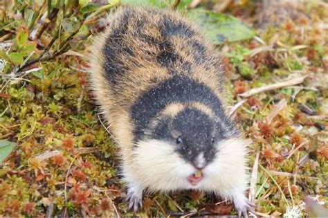 Lemmings use loud barks, ferocious bites and bold colors to scare off predators - Market ...