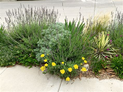 Drought tolerant plants in the parkway | Drought tolerant plants ...