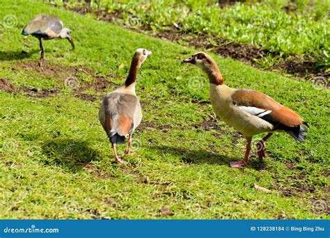 Egyptian geese stock photo. Image of kirstenbosch, egyptian - 128238184