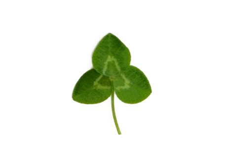 Medium Leaved White Clover | Species Information