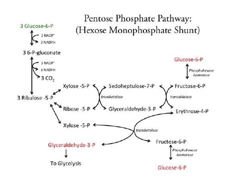 Lecture 09: Carbon Metabolism - Biology LibreTexts