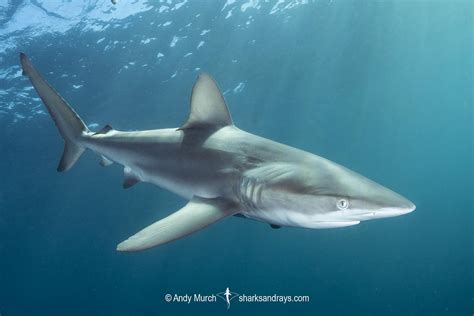 Dusky Shark - Carcharhinus obscurus