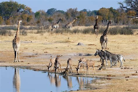 Hwange National Park Running Out Of Water For Wildlife - BustopTV