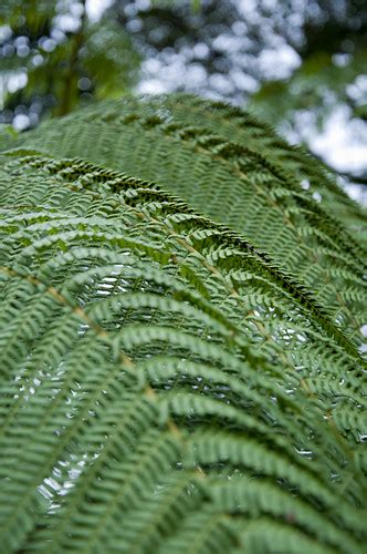 Fern-like Tree in El Yunque | vxla | Flickr