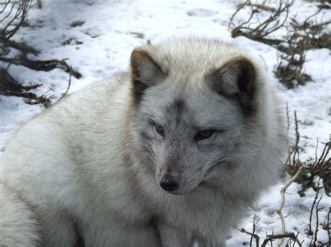 Polar Fox Free Stock Photo - Public Domain Pictures