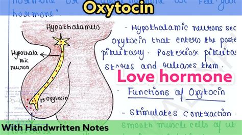 Oxytocin | Love Hormone | Regulation and function - YouTube