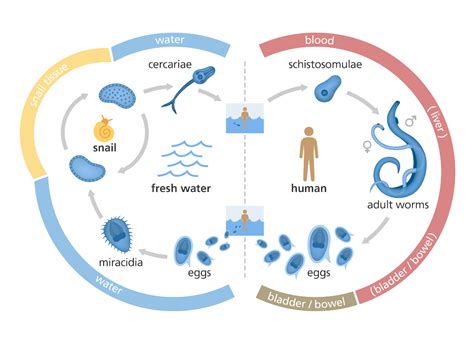 Brilliant, clear illustration showing the life cycle of the schistosome parasite. This is a ...