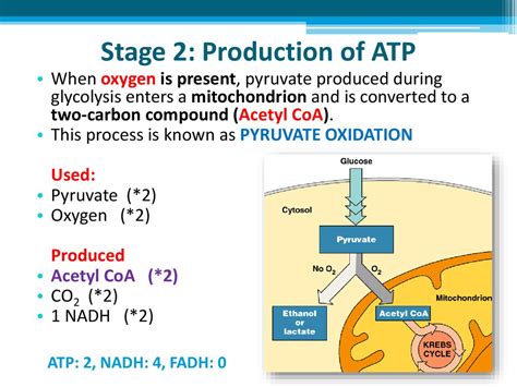 Cellular Respiration - online presentation