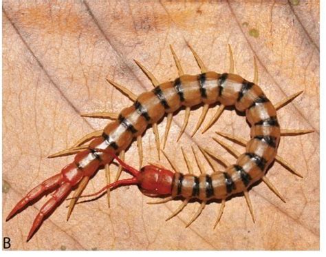 Aquatic Centipede (scolopendra cataracta) | Рисунки