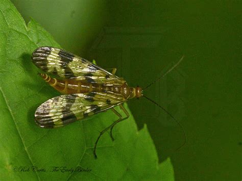 mecoptera - The Early Birder