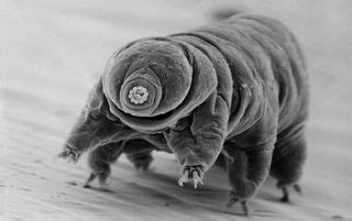 What are tardigrades and why are they nearly indestructible? | Live Science