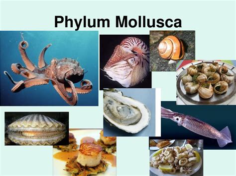 Phylum Mollusca Characteristics