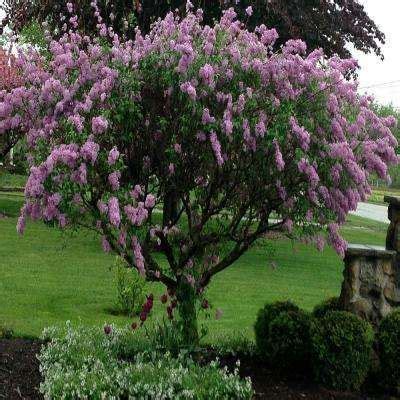 3 Gal. Deep Violet Common Lilac Shrub | Common lilac, Lilac tree, Dwarf lilac tree