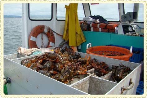 Postcard: Lobster Season on the Coast of Maine | SAVEUR | Lobster season, Maine travel, Maine