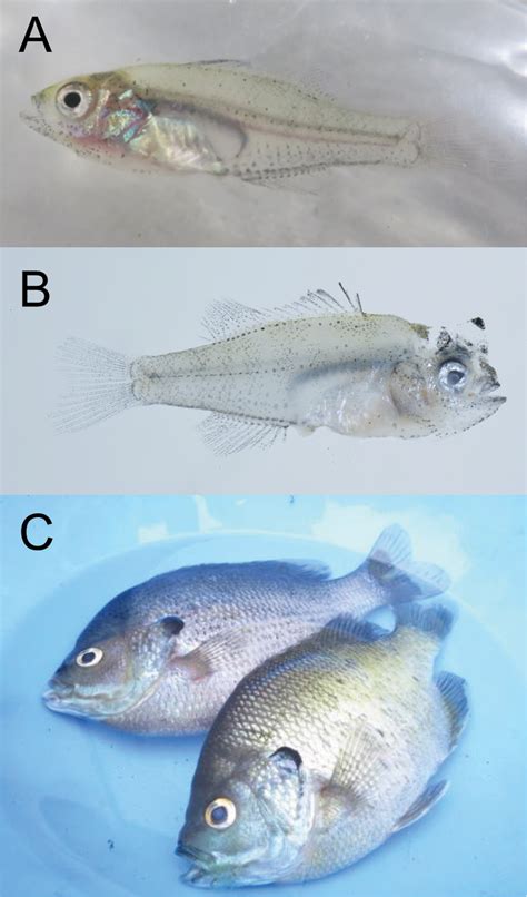 Biodiversity data mining from Argus-eyed citizens: the first illegal ...