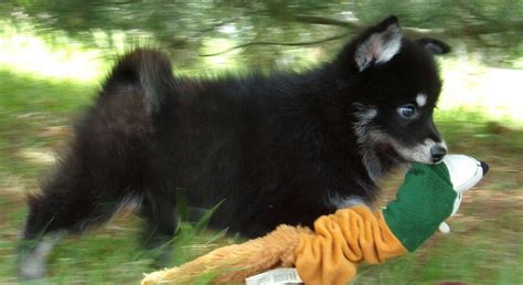 Pomsky.Meet Zach a Puppy for Adoption.