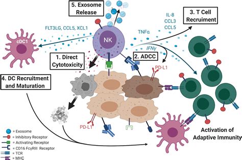 Frontiers | Natural Killer Cells: The Linchpin for Successful Cancer ...