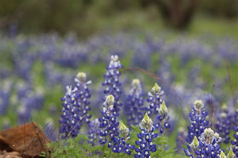 Texas Bluebonnet Field - Free photo on Pixabay - Pixabay