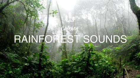 Calming Rainforest Sounds - YouTube