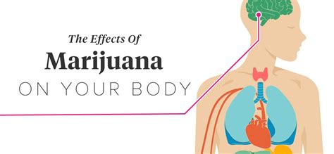 The Effects of Marijuana on Your Body