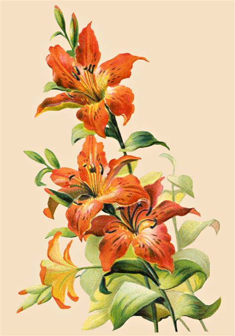 Free Vintage Tiger Lily Flower