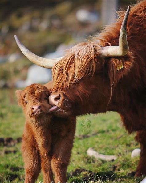 Wildlife Planet (@wildlifeplanet) on Instagram: “Love | Photo by @theedora #WildlifePlanet ...