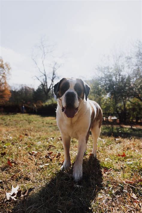 Saint Bernard Dog on Lawn · Free Stock Photo