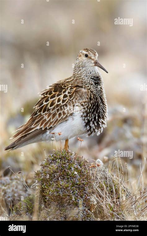 Pectoral sandpiper (Calidris melanotos), Animals, Birds, Waders, Pectoral Sandpiper adult ...