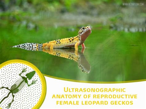 Ultrasonographic anatomy of reproductive female leopard geckos - Improve Veterinary Education US