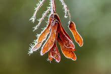 Maple Seed Pods Free Stock Photo - Public Domain Pictures
