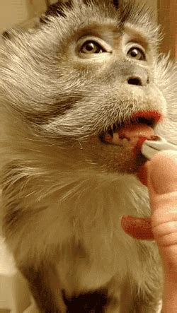 Makeup Monkey GIF - Find & Share on GIPHY