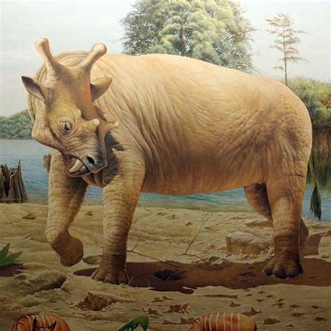 Paleontology Aficionado on Instagram: “Uintatherium #eocene #cenozoic #uintatheres #unitedstates ...