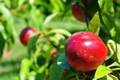 Cutting Back A Nectarine Tree: When To Prune Nectarines In The ...