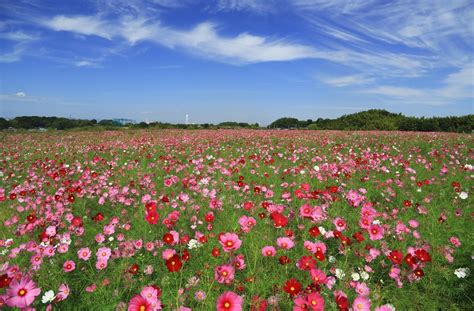 Flower Meadow Wallpapers - Top Free Flower Meadow Backgrounds ...