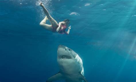 A Complete List of Shark Attacks in Florida So Far in 2022 - AZ Animals