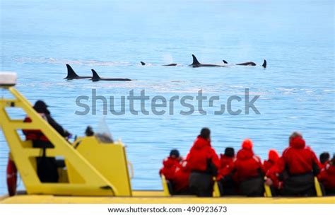 Pod Orca Killer Whale Swimming Whale Stock Photo 490923673 | Shutterstock